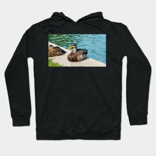 A Cute Duck Sitting Next To A Pond Hoodie